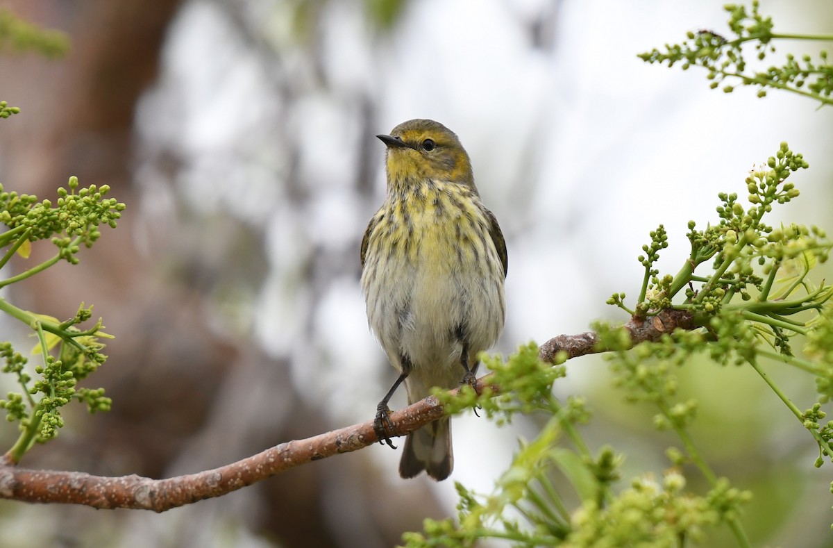 Cape May Warbler - ML620101117