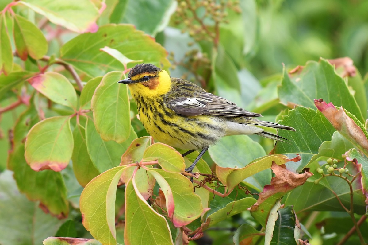 Cape May Warbler - ML620101118