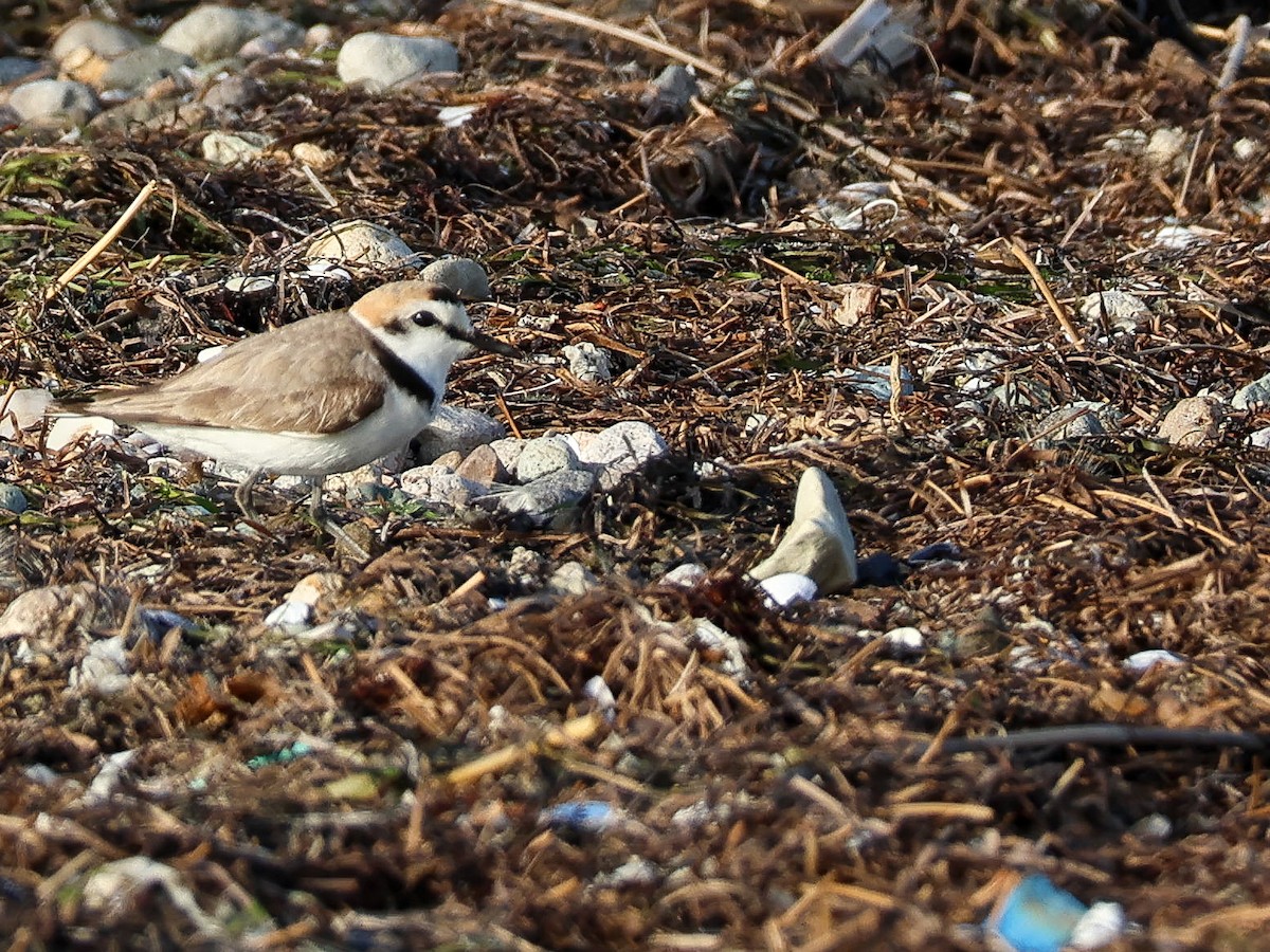 Kentish Plover - ML620101152