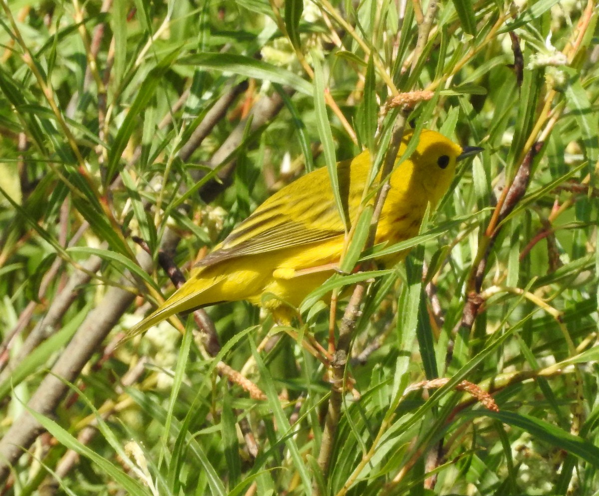 Yellow Warbler - ML620101153