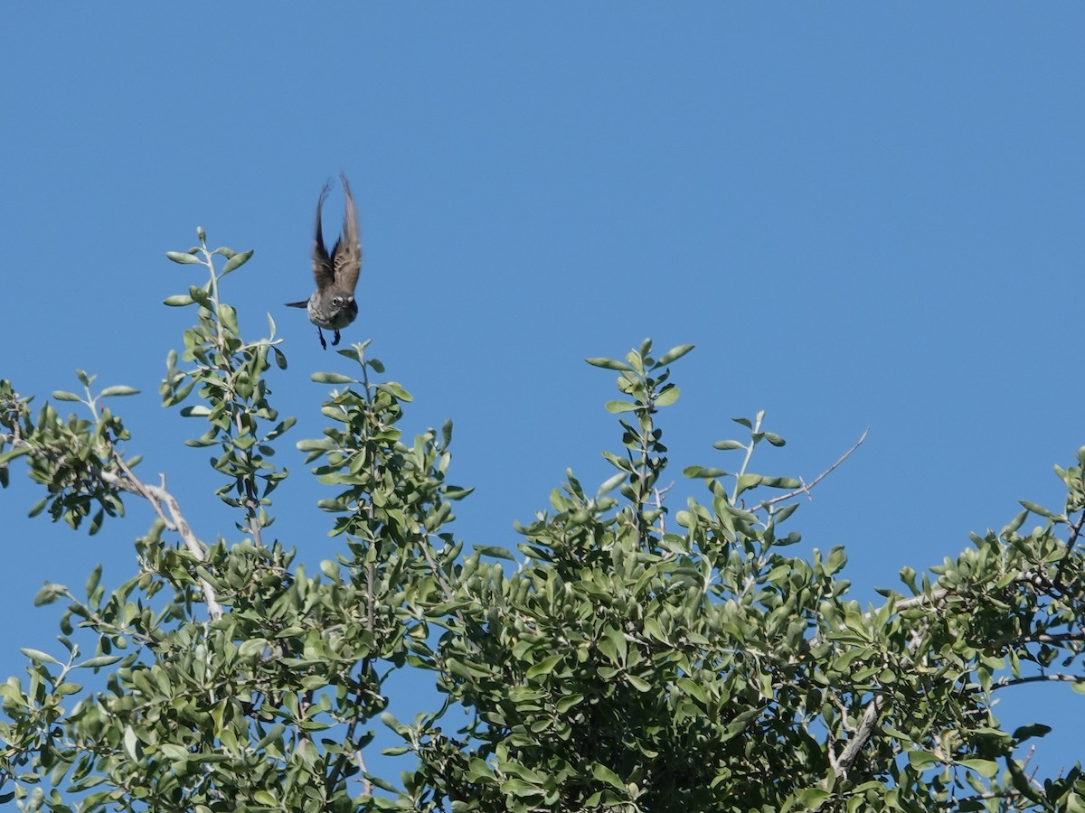 Sagebrush Sparrow - ML620101162