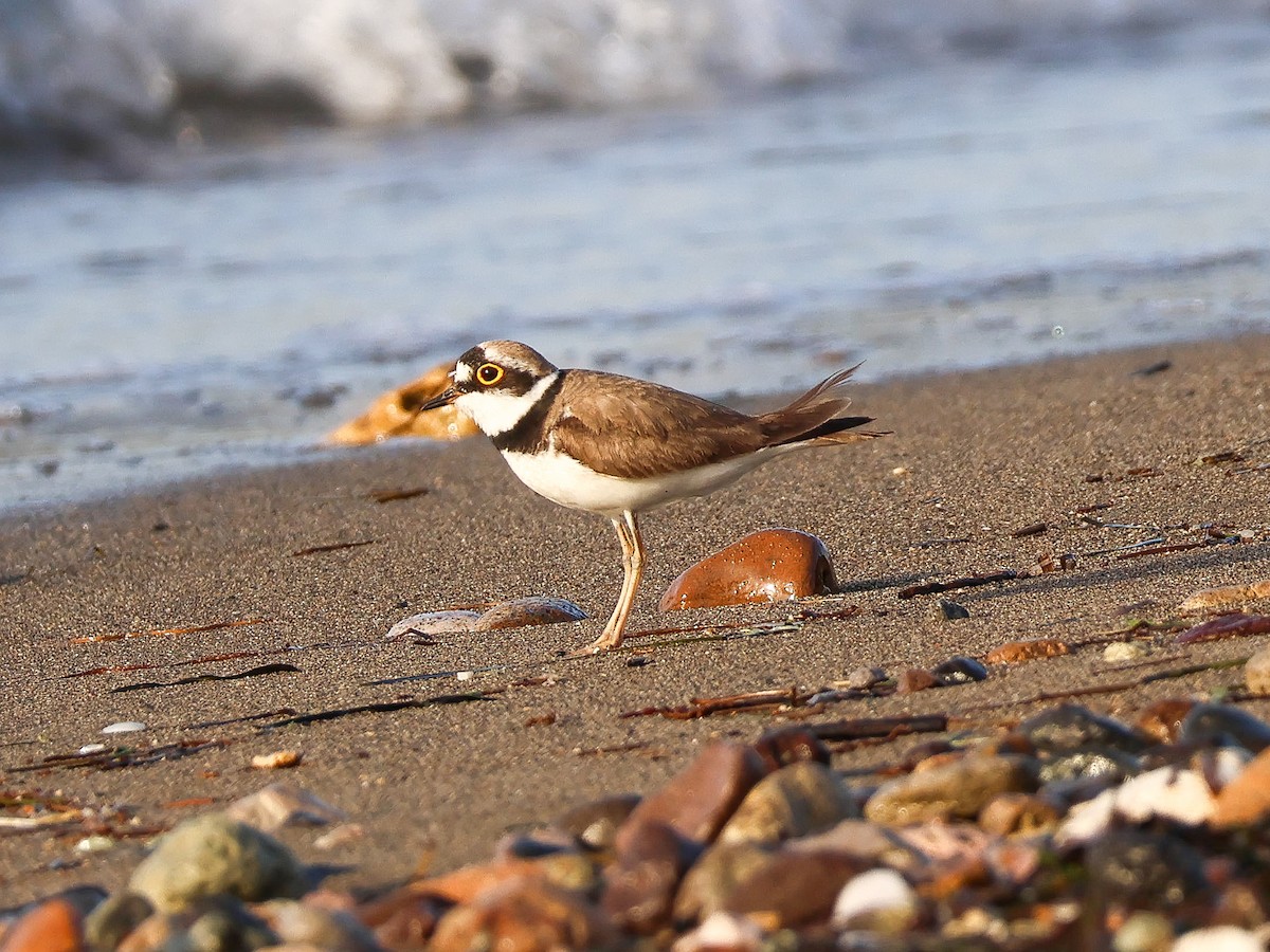 Little Ringed Plover - ML620101163