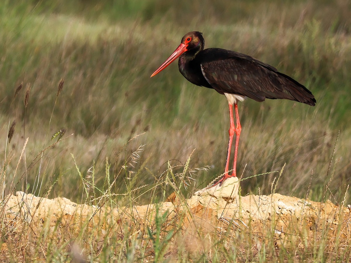 Black Stork - ML620101171