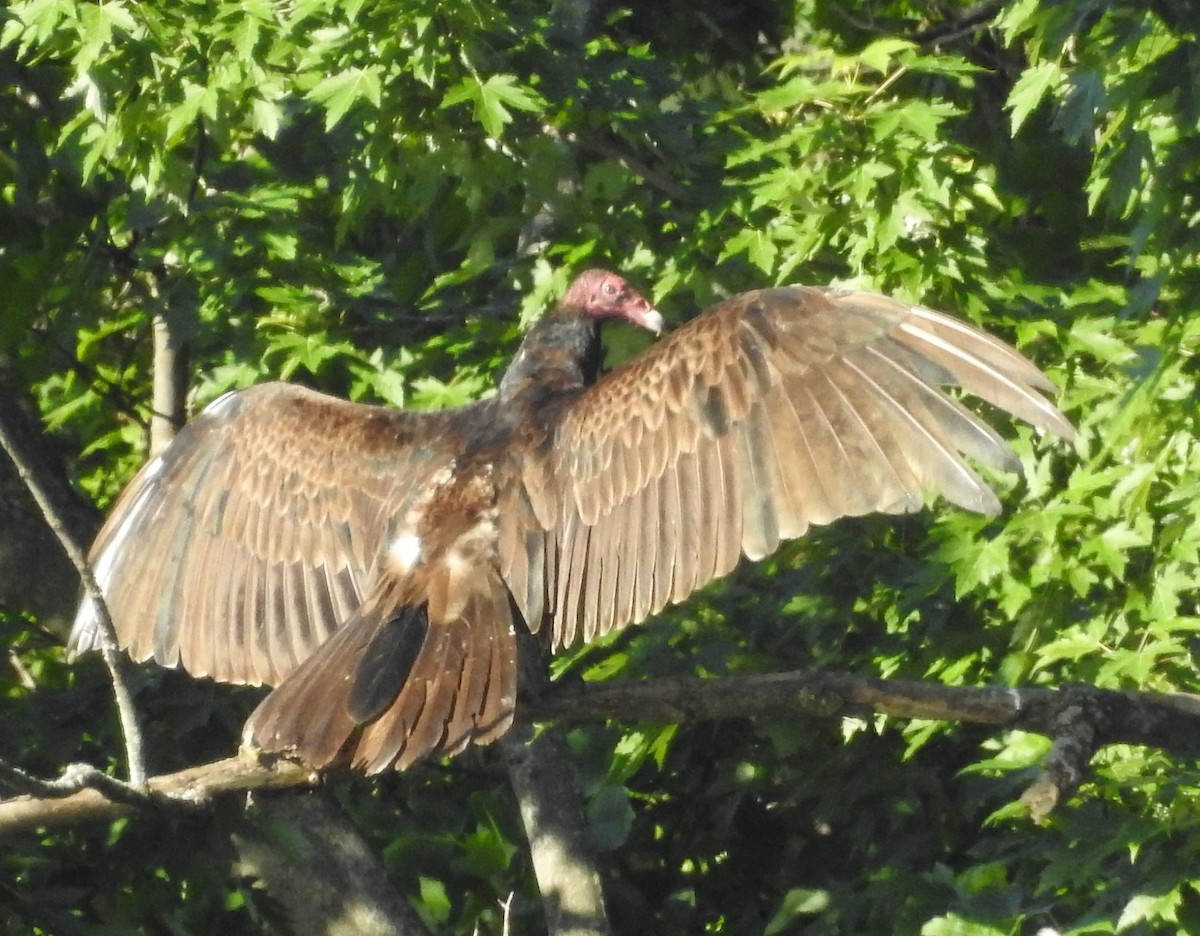 Turkey Vulture - ML620101183