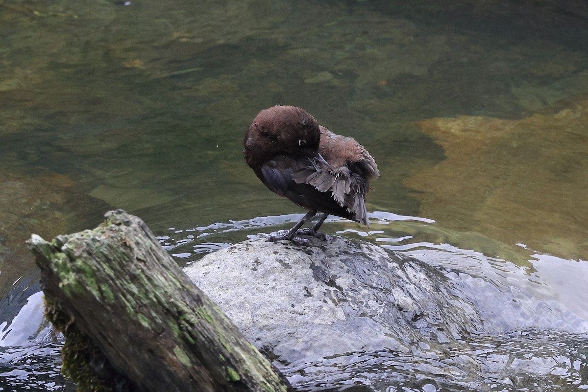 Brown Dipper - ML620101186