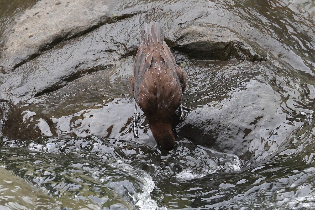 Brown Dipper - ML620101190