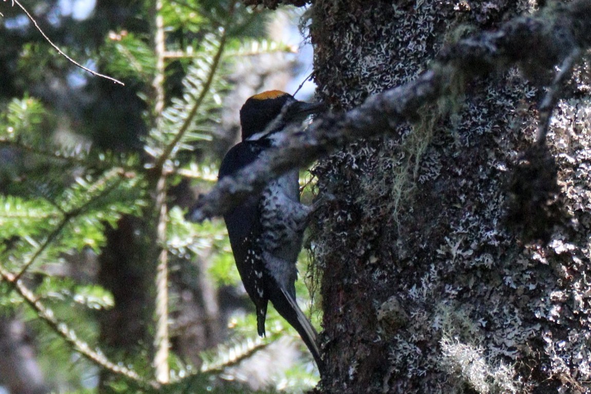 Black-backed Woodpecker - ML620101198
