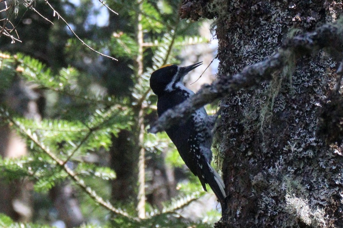 Black-backed Woodpecker - ML620101199