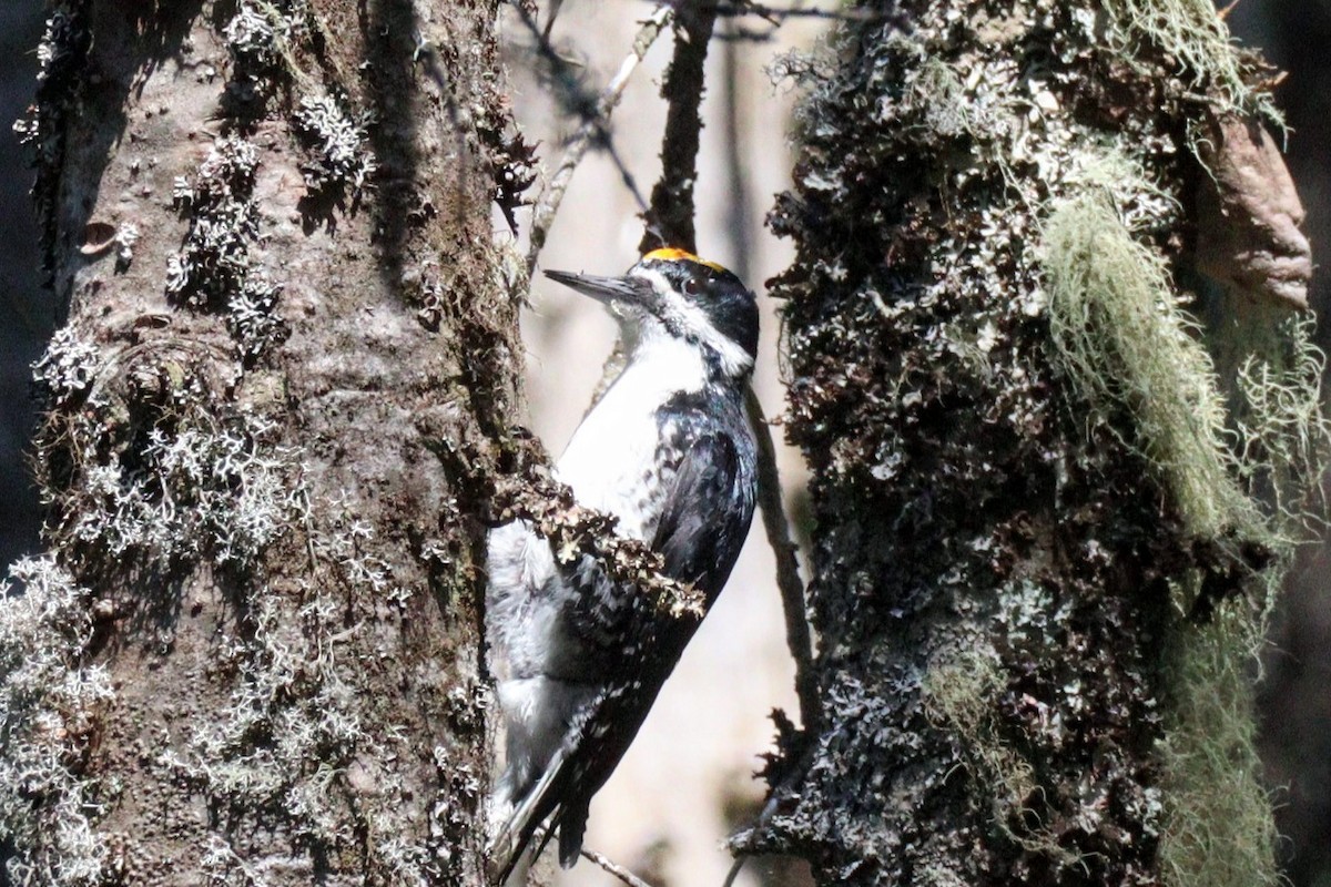 Black-backed Woodpecker - ML620101200