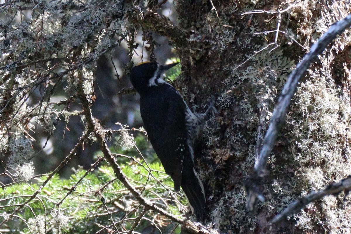 Black-backed Woodpecker - ML620101201