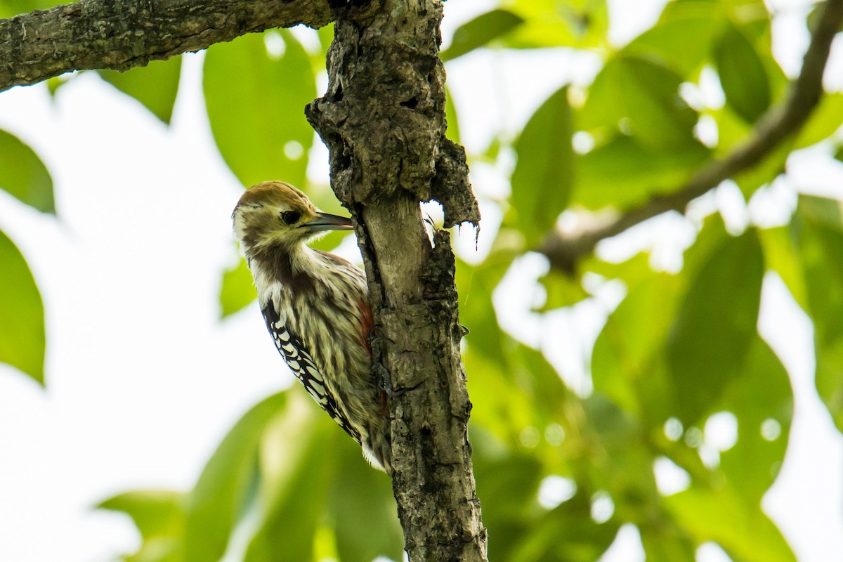 Yellow-crowned Woodpecker - ML620101215