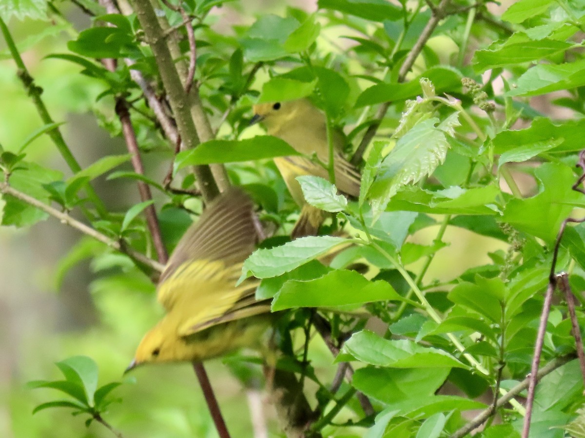 Yellow Warbler - ML620101228
