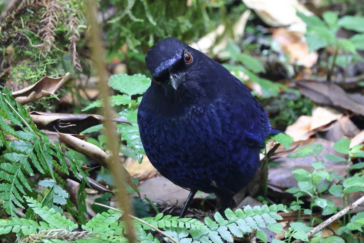 Тайваньская синяя птица - ML620101250