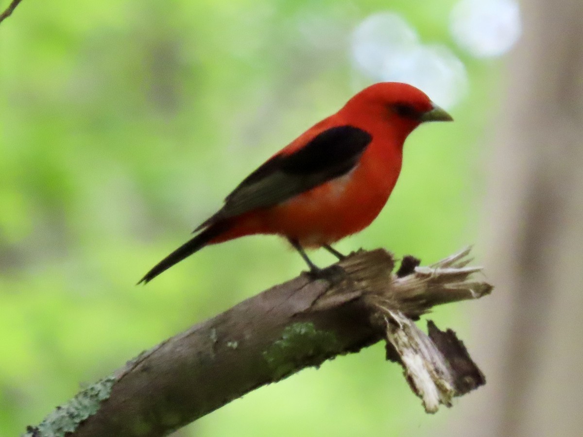 Scarlet Tanager - ML620101259