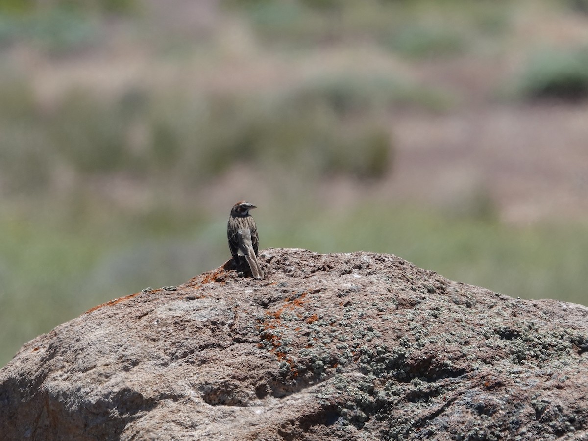 Lark Sparrow - ML620101261