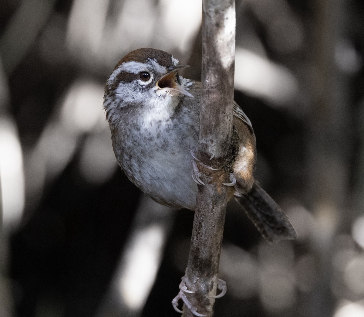 Timberline Wren - ML620101274