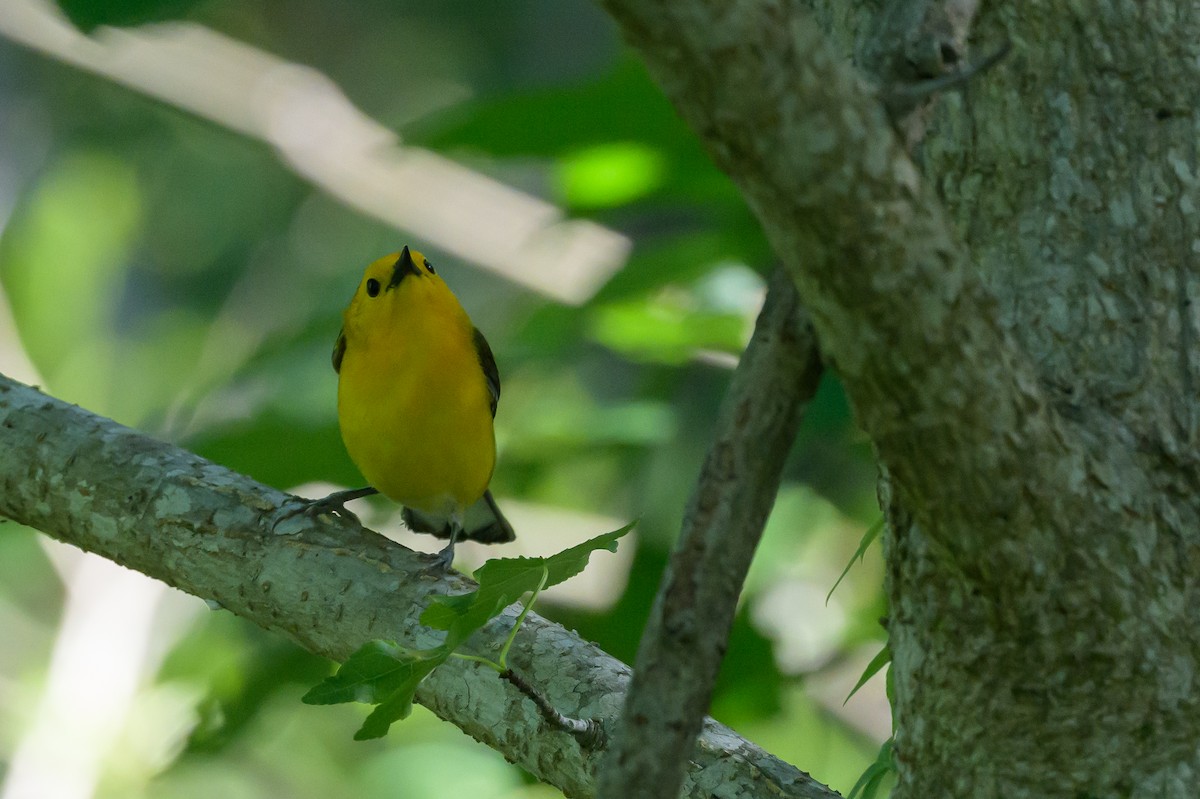Prothonotary Warbler - ML620101288