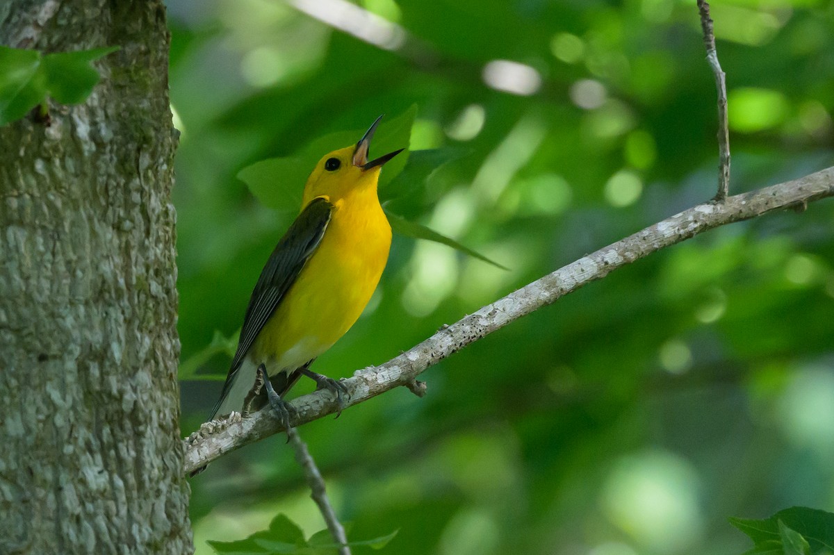 Prothonotary Warbler - ML620101289