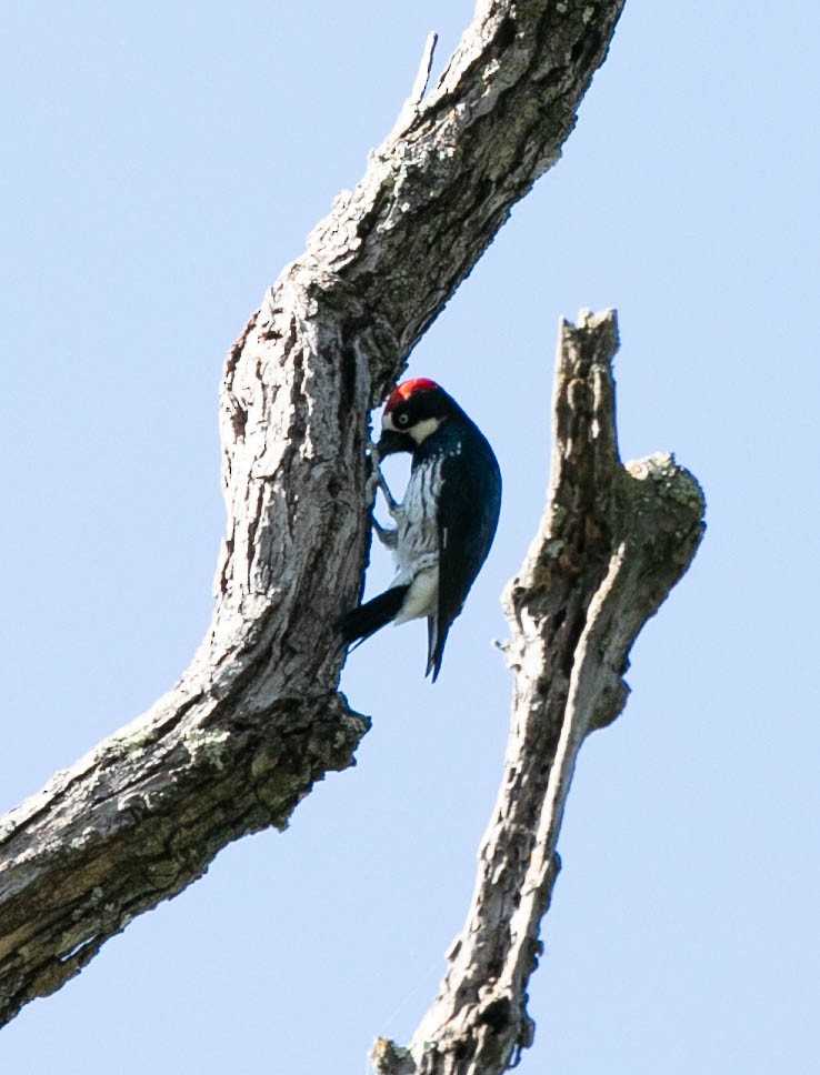 Acorn Woodpecker - ML620101302