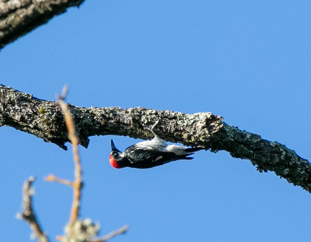 Acorn Woodpecker - ML620101303