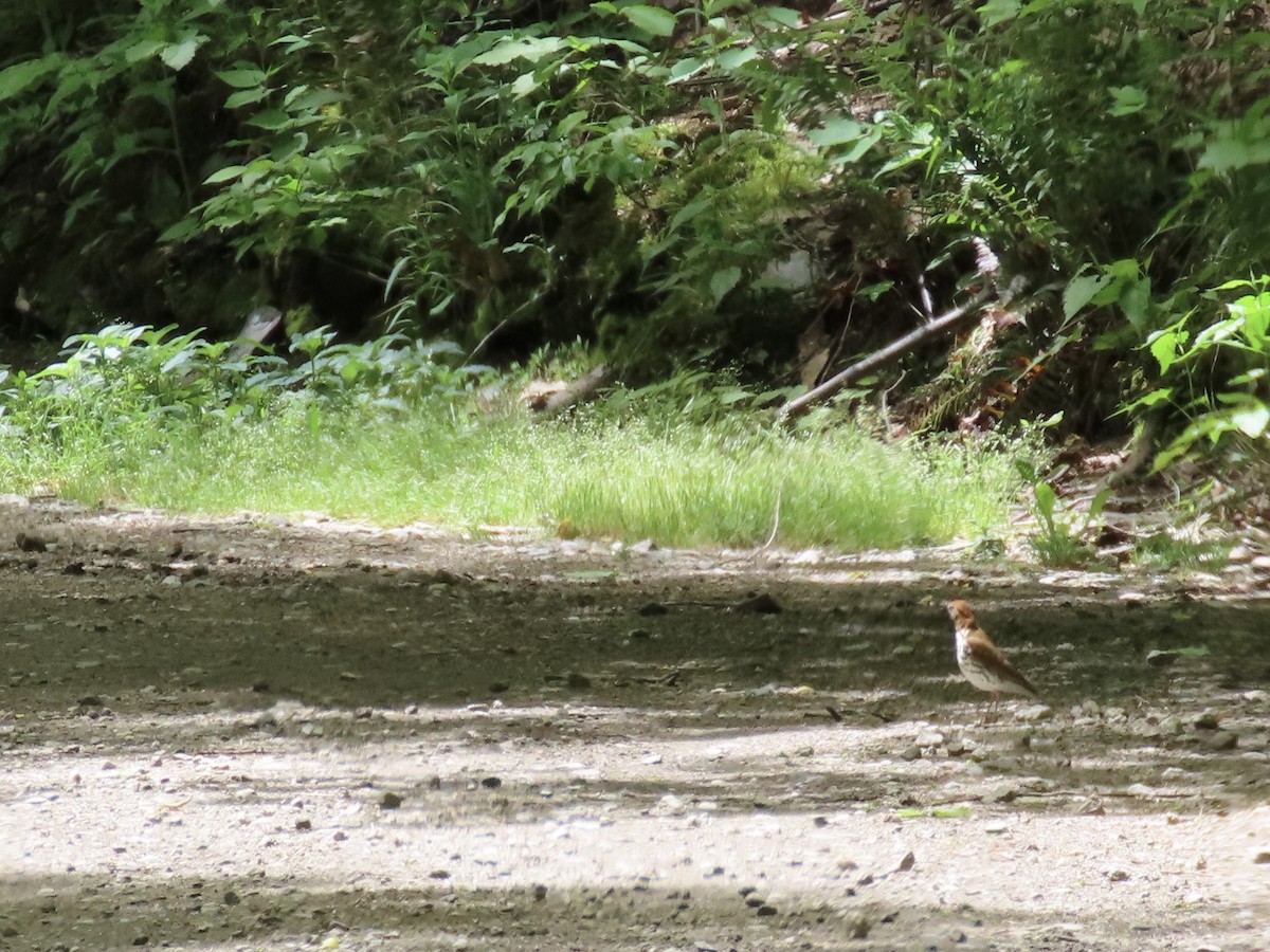 Wood Thrush - ML620101325