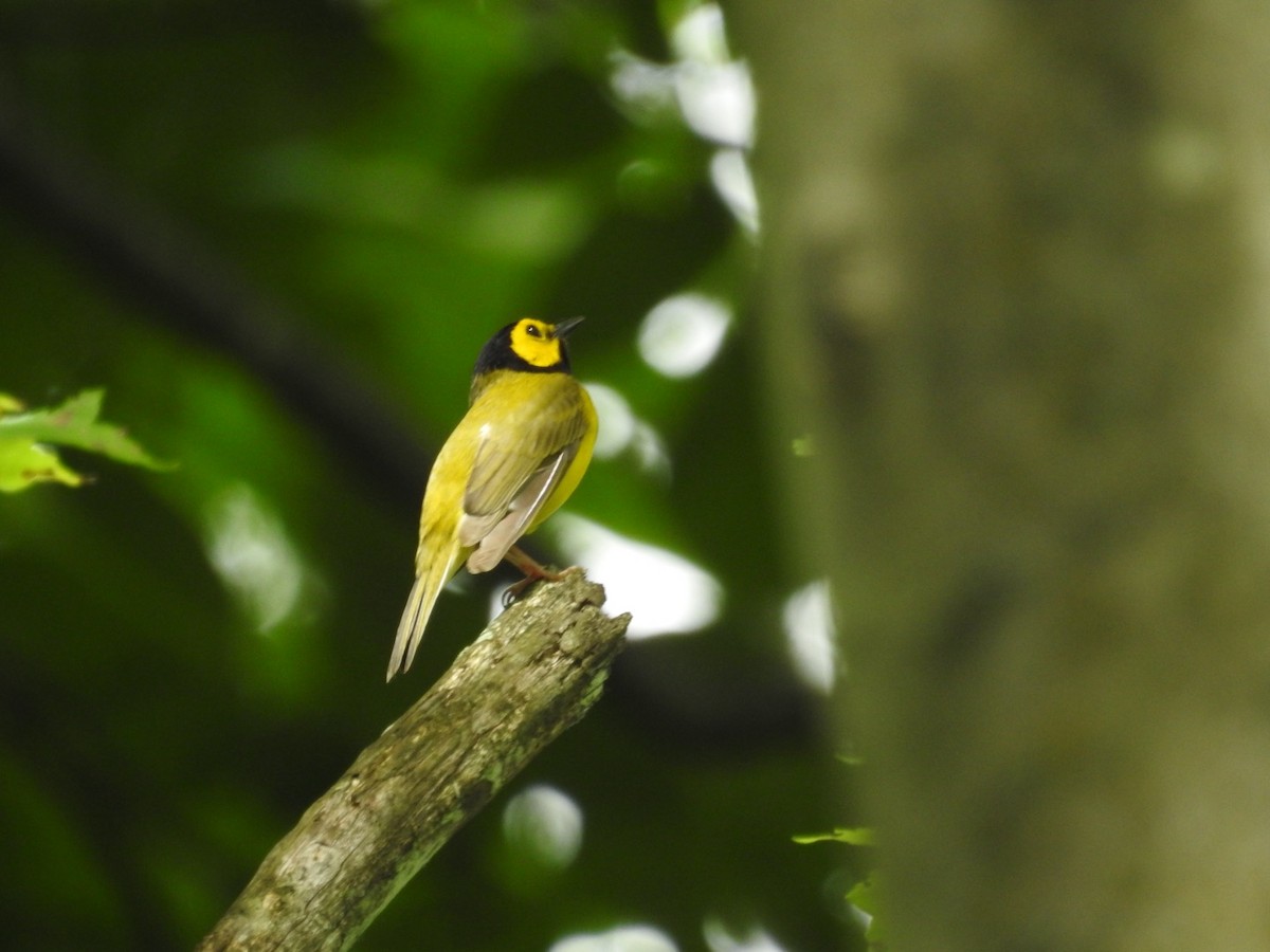 Hooded Warbler - ML620101329