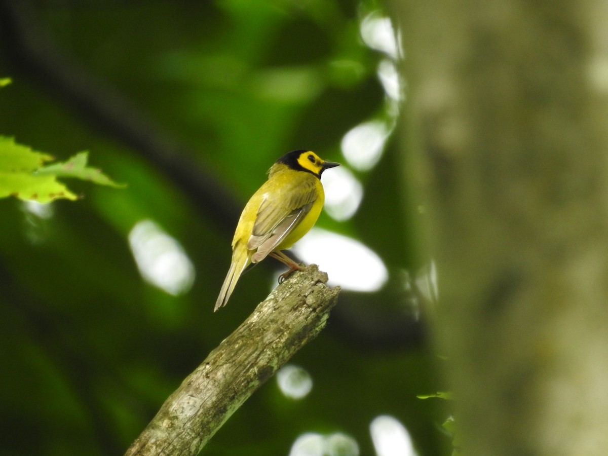 Hooded Warbler - ML620101330