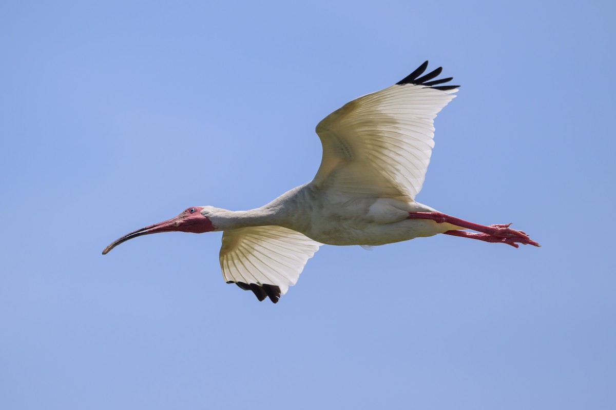 ibis bílý - ML620101364