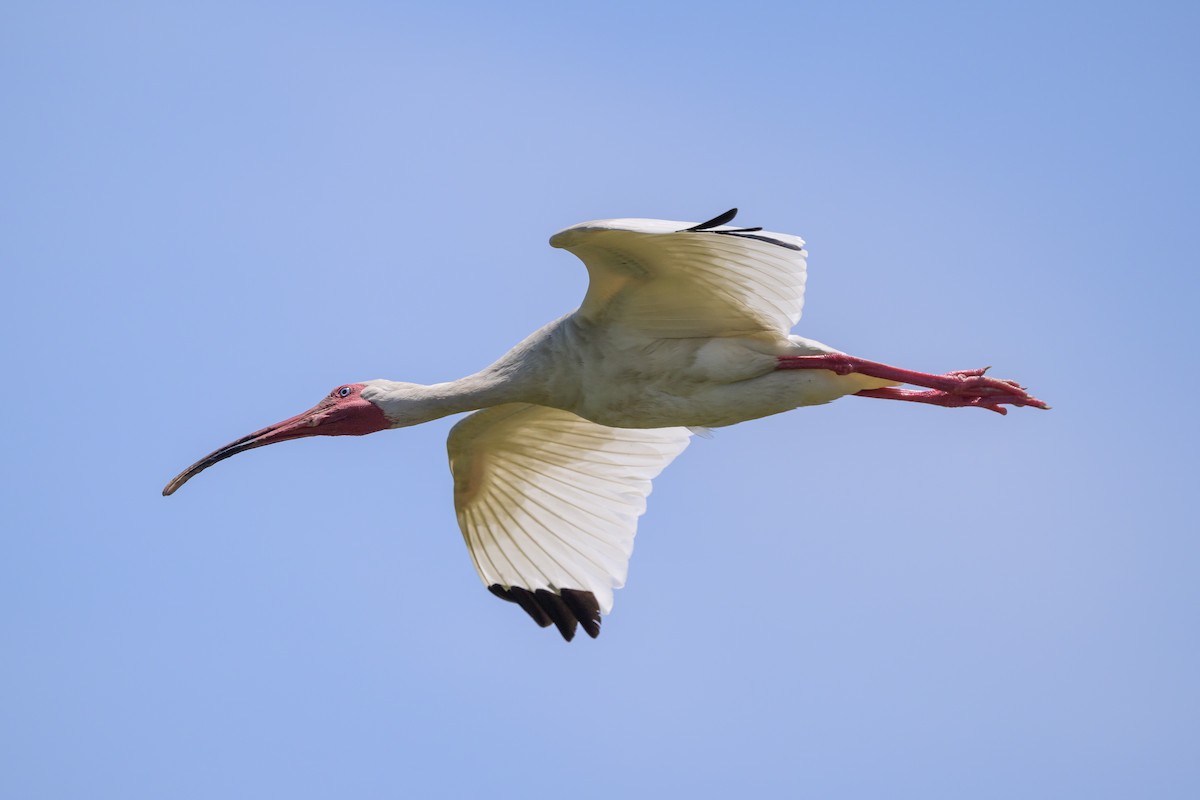ibis bílý - ML620101365