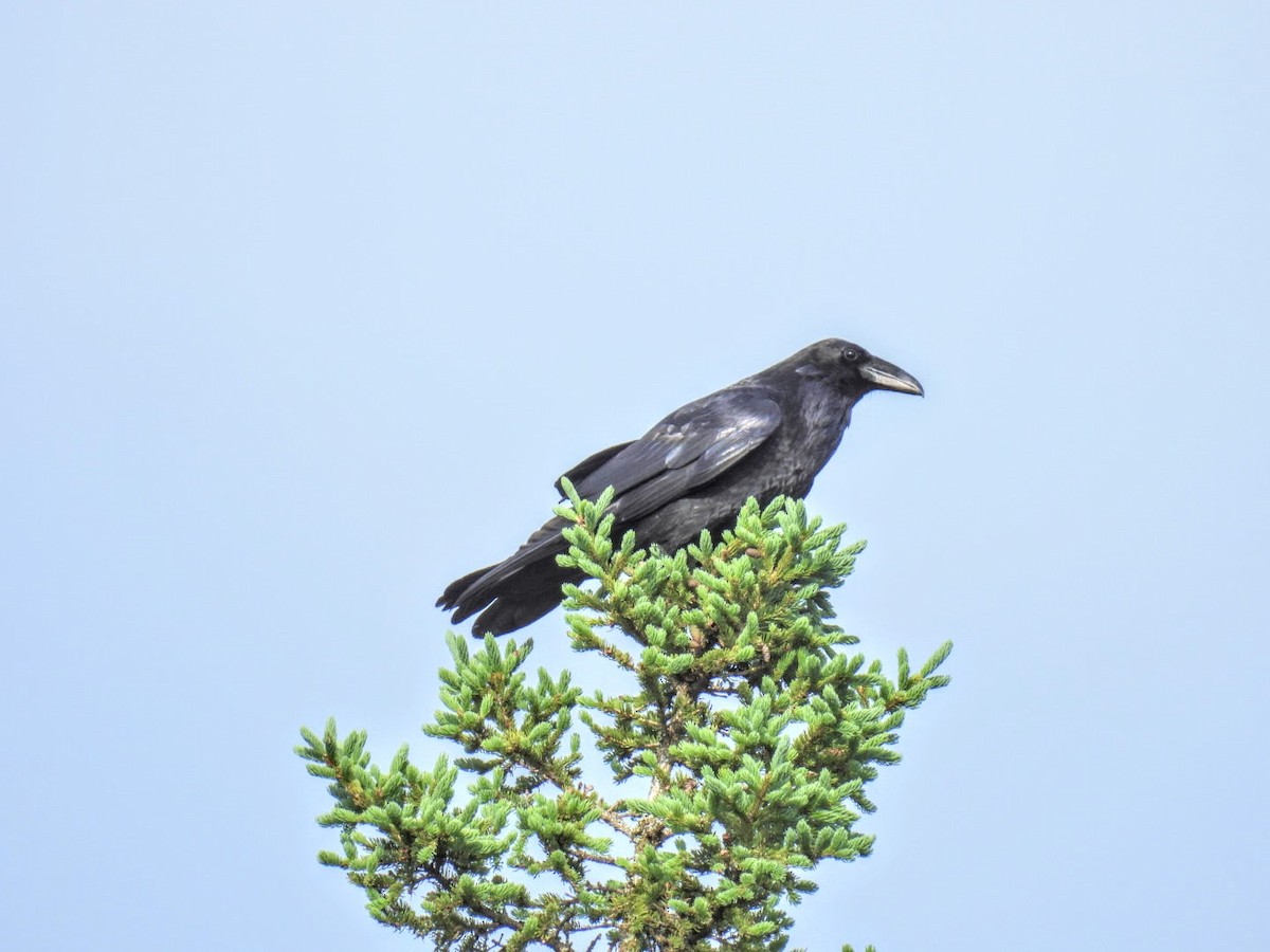 Common Raven - ML620101366