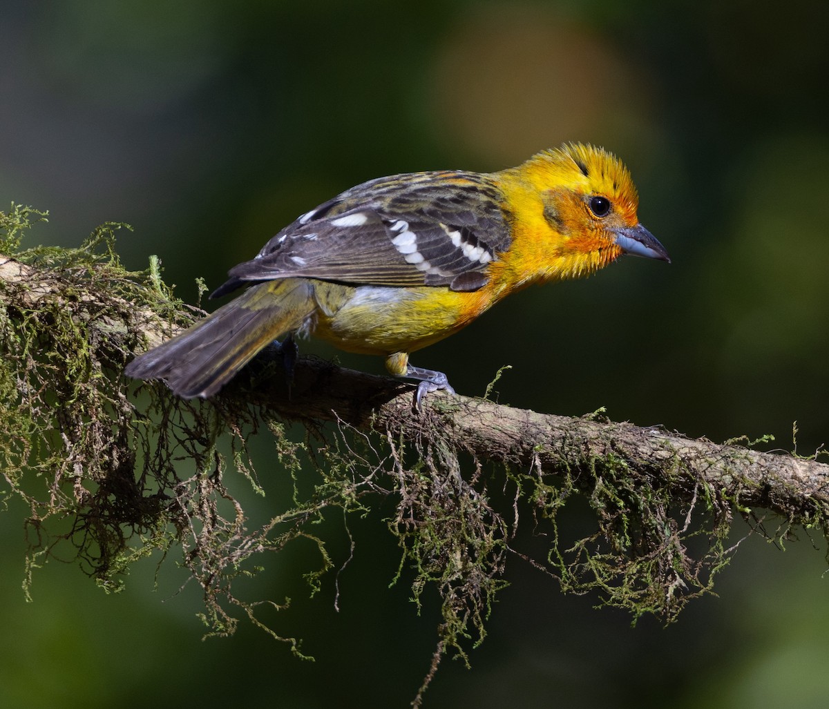 Flame-colored Tanager - ML620101367