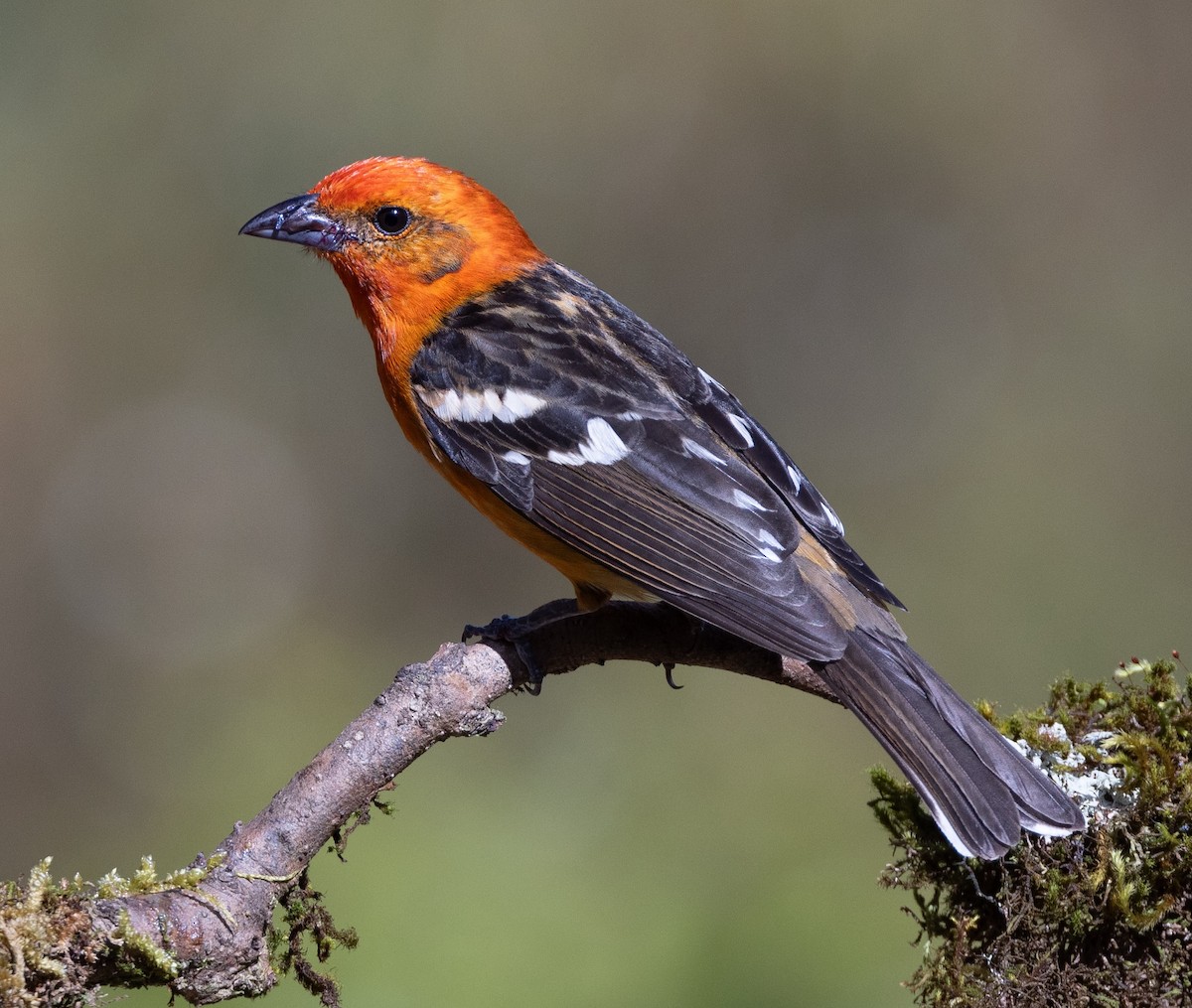 Flame-colored Tanager - ML620101368