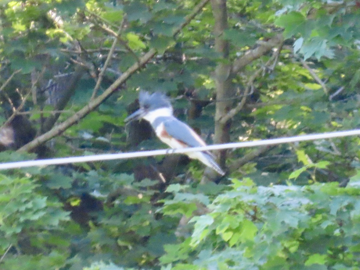 Belted Kingfisher - ML620101370