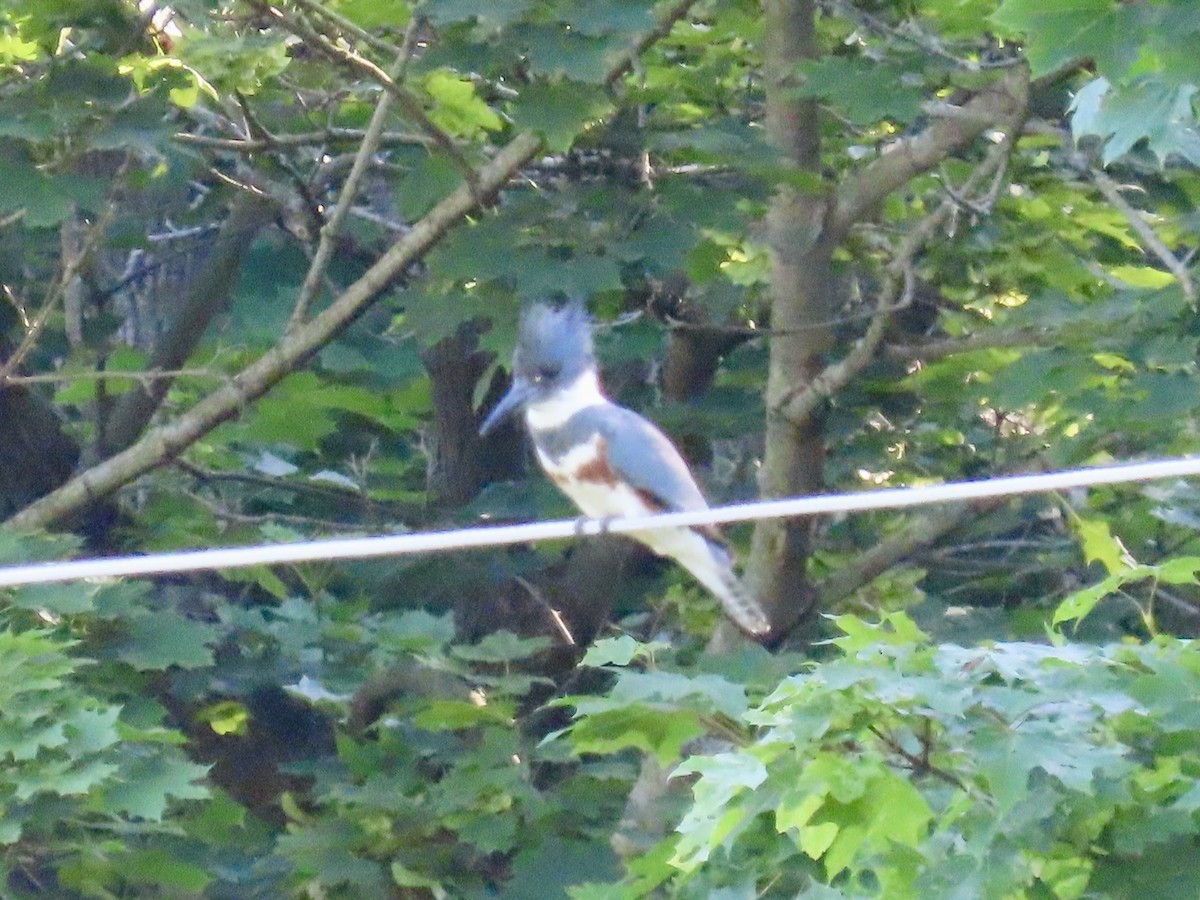 Belted Kingfisher - ML620101371