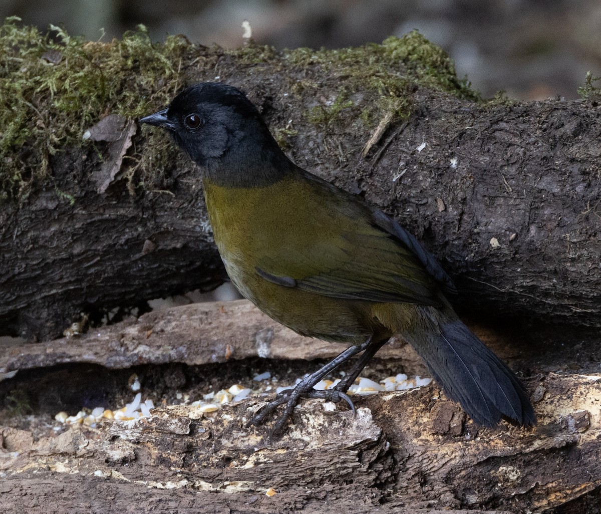 Cerquero Patigrande - ML620101372