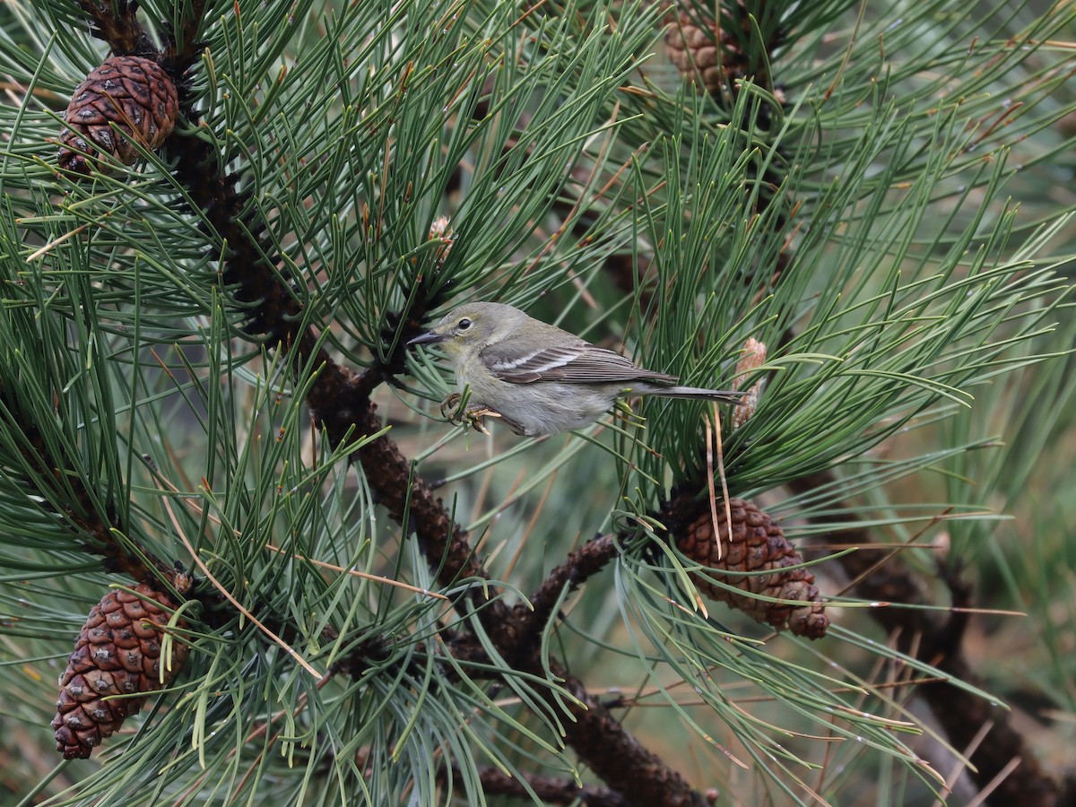 Pine Warbler - ML620101382