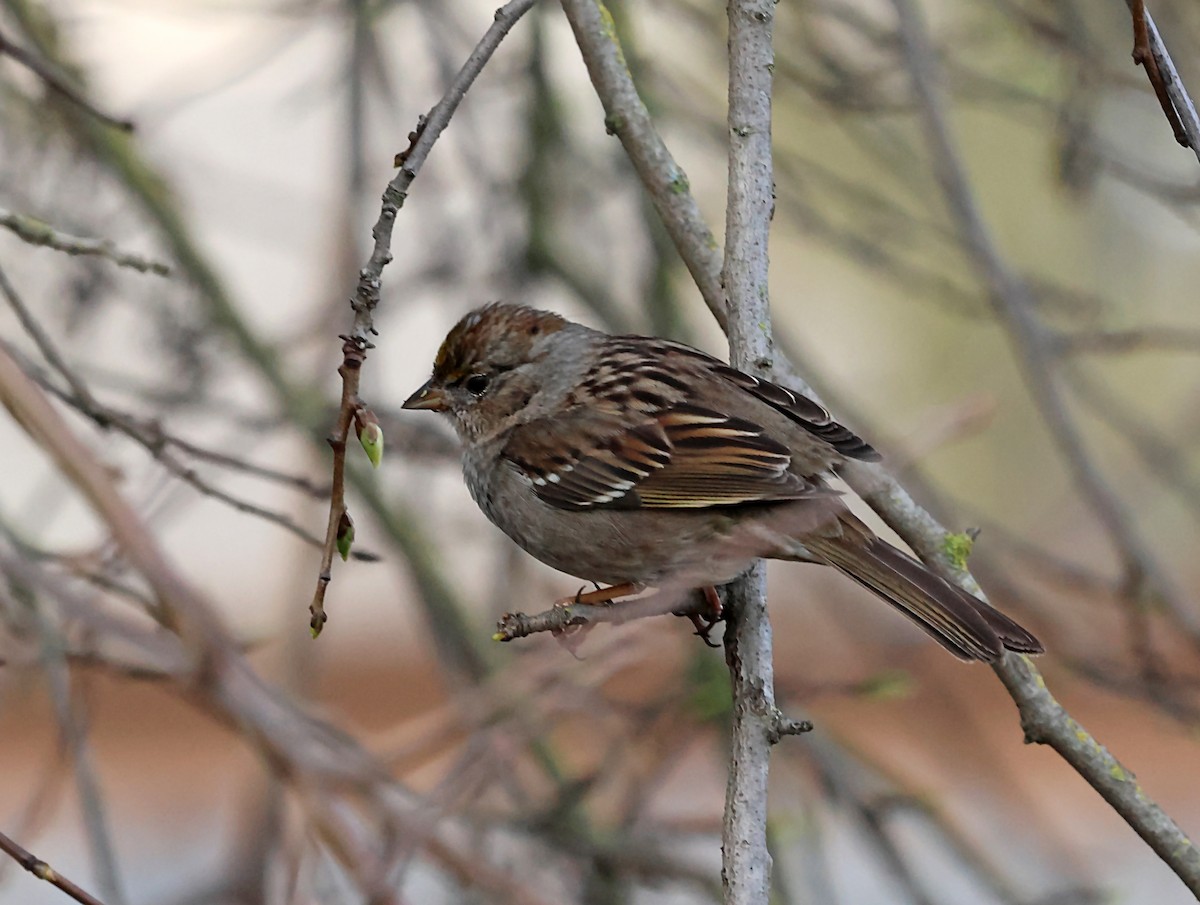 Golden-crowned Sparrow - ML620101386