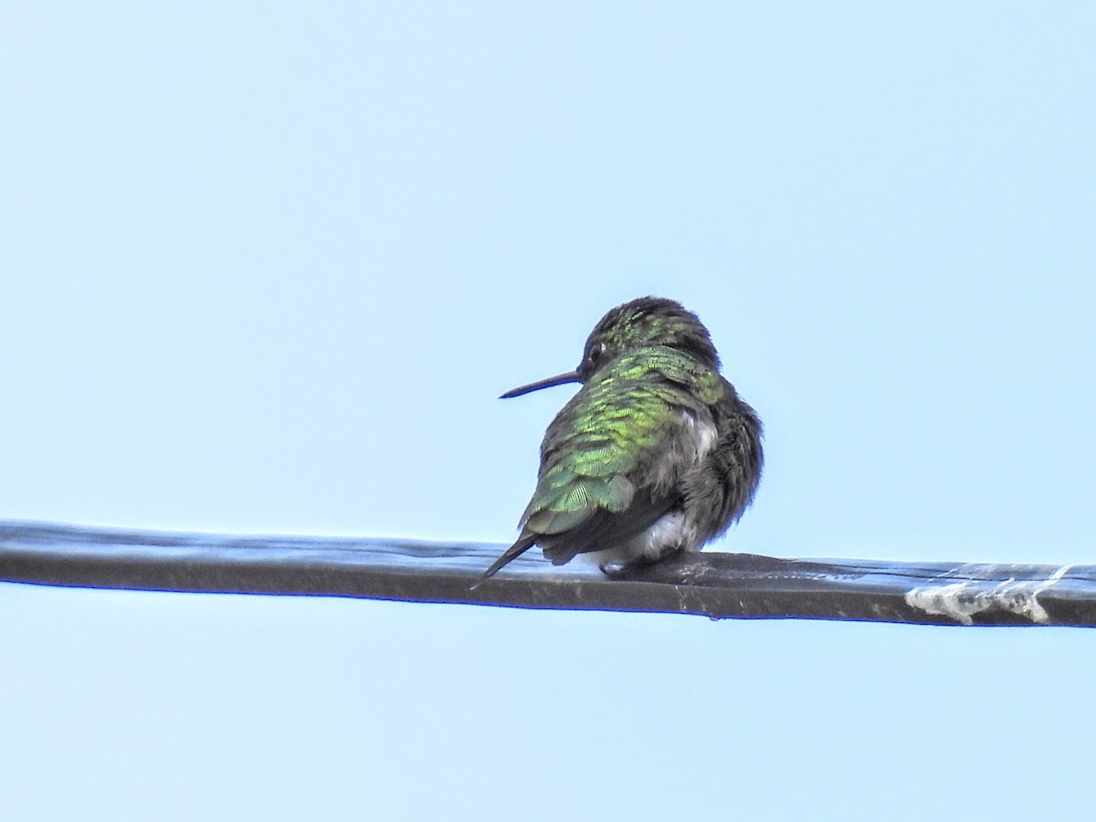 Ruby-throated Hummingbird - ML620101388