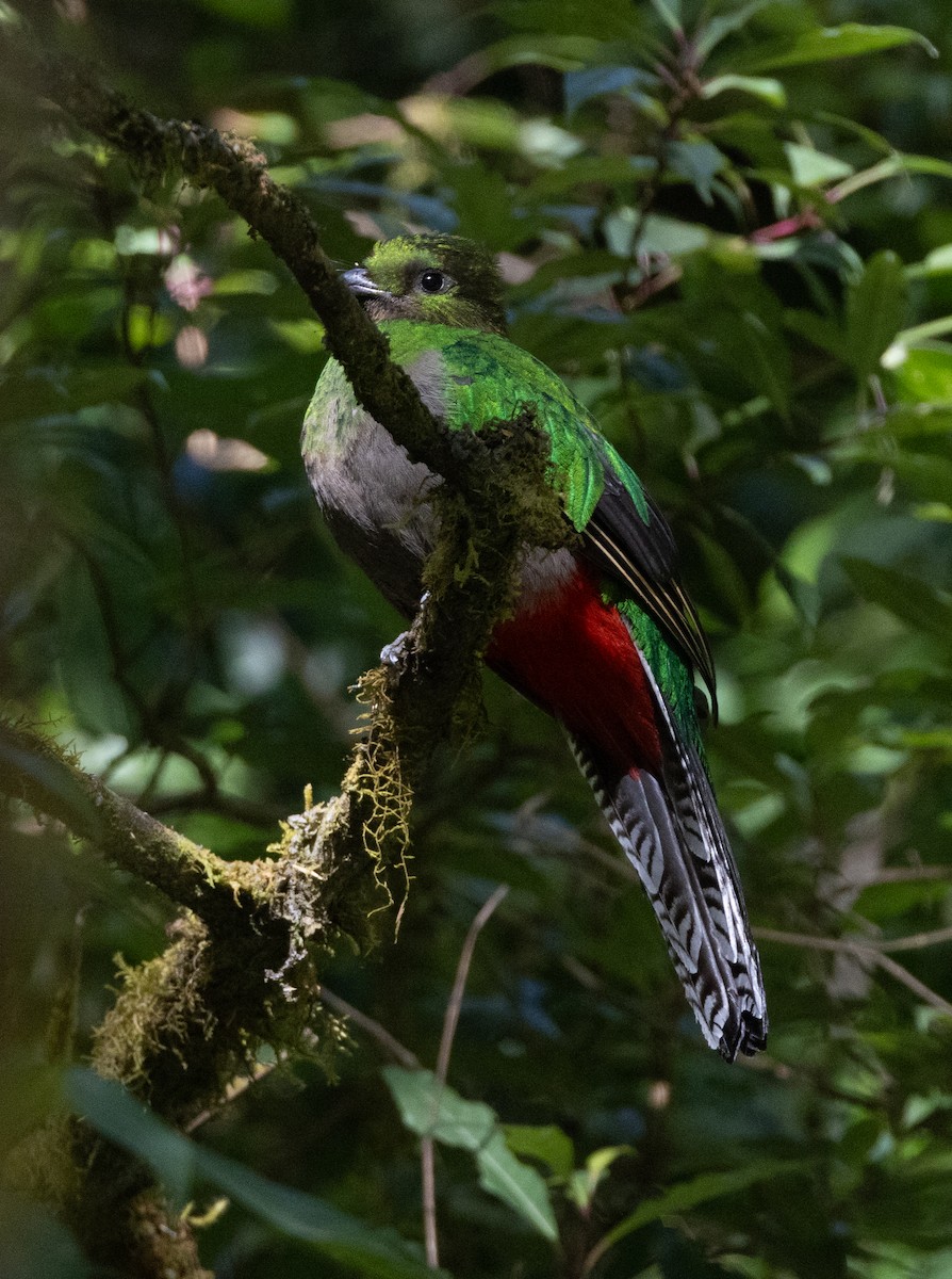 Quetzal - ML620101392