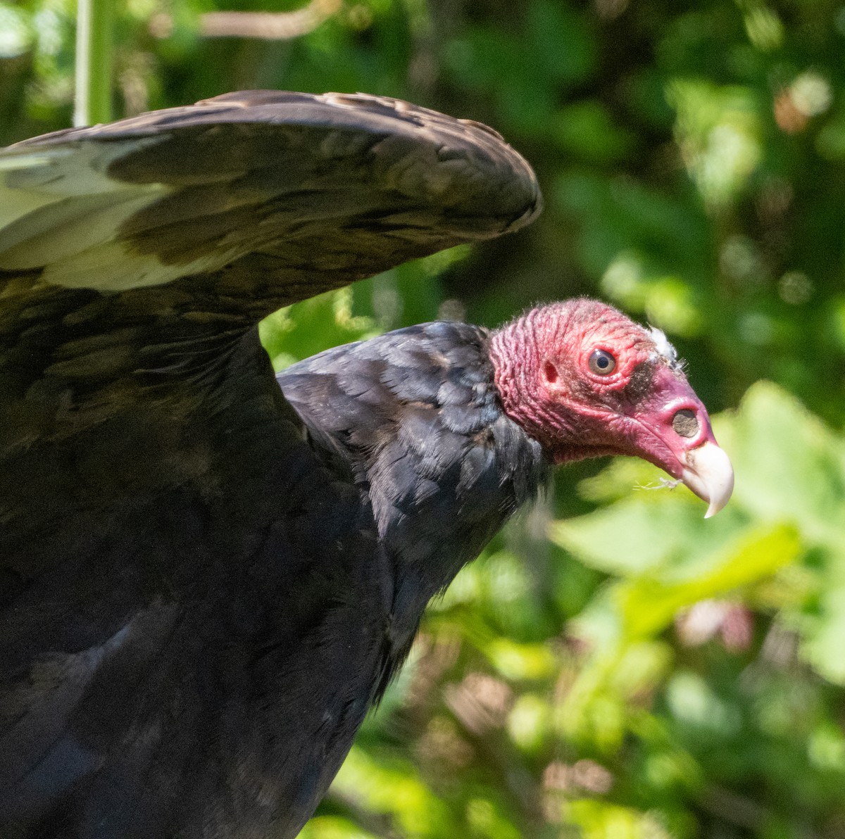 Turkey Vulture - ML620101400