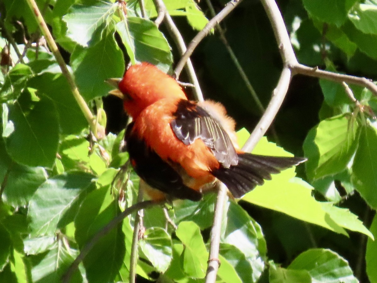 Scarlet Tanager - ML620101401