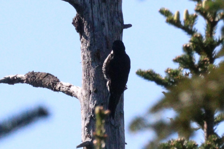 Black-backed Woodpecker - ML620101404