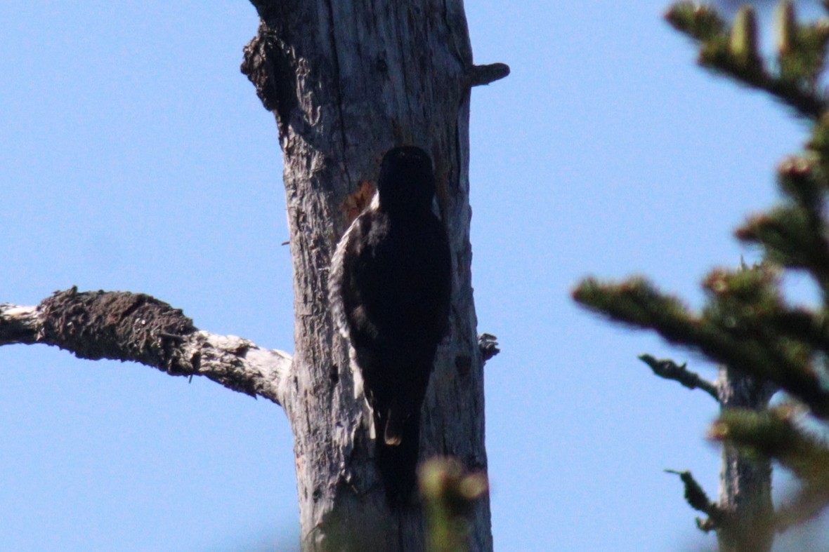 Black-backed Woodpecker - ML620101406