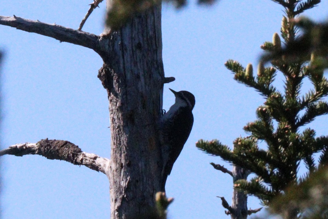Black-backed Woodpecker - ML620101407