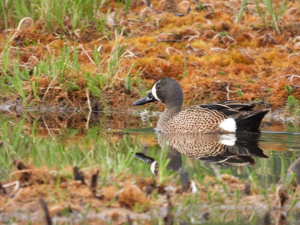 Blue-winged Teal - ML620101421