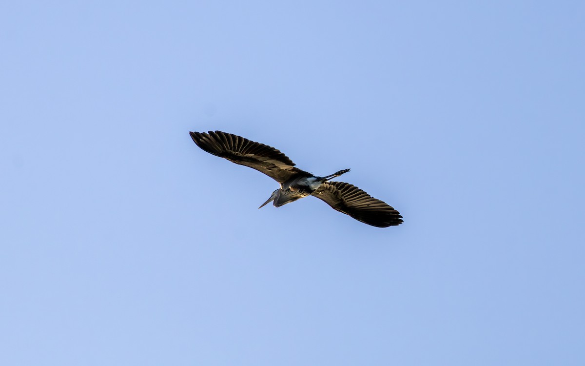 Garza Azulada - ML620101442