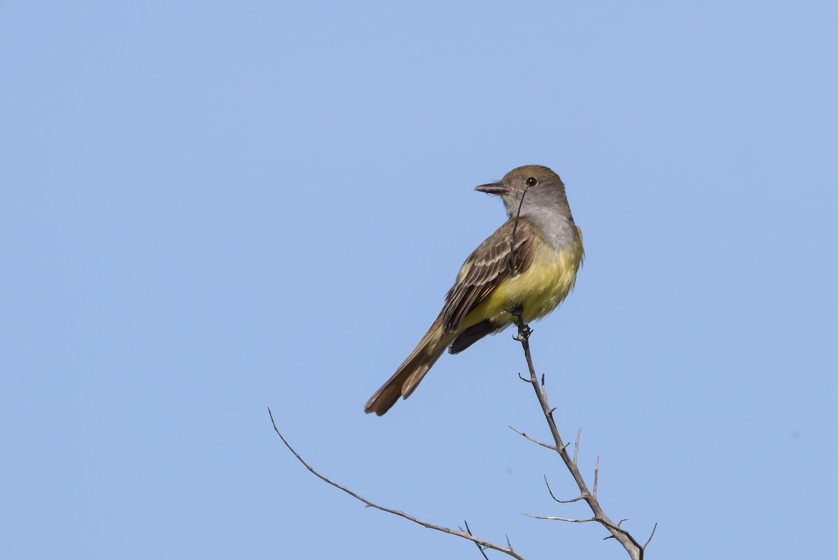 Great Crested Flycatcher - ML620101444