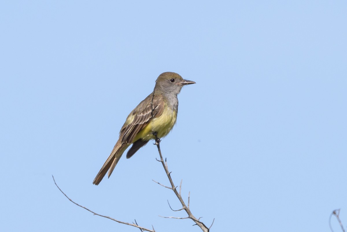 Great Crested Flycatcher - ML620101445