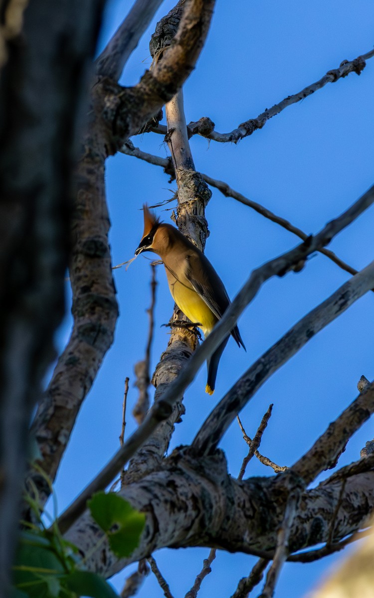 Cedar Waxwing - ML620101453