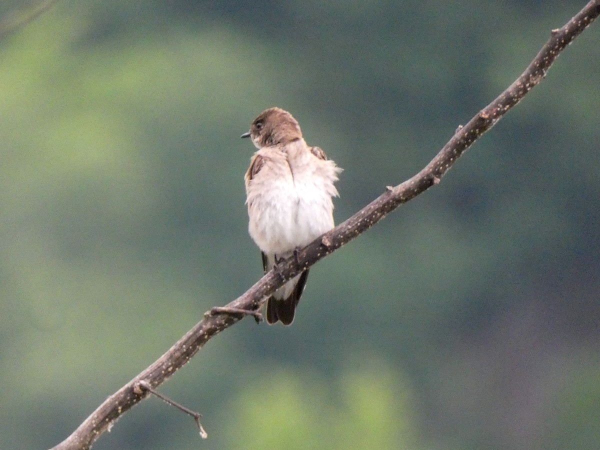 Northern Rough-winged Swallow - ML620101477